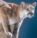 mtn lion